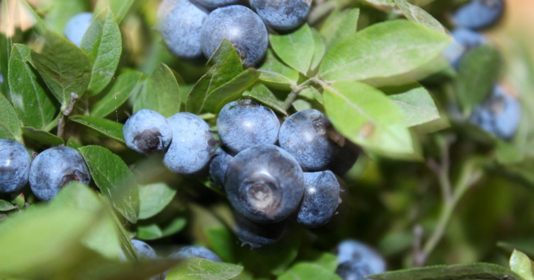 研究显示多吃蓝莓有助预防高血压